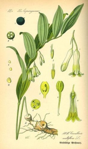 Polygonatum Solomon's Seal - Polygonatum multiflorum - Купена многоцветковая